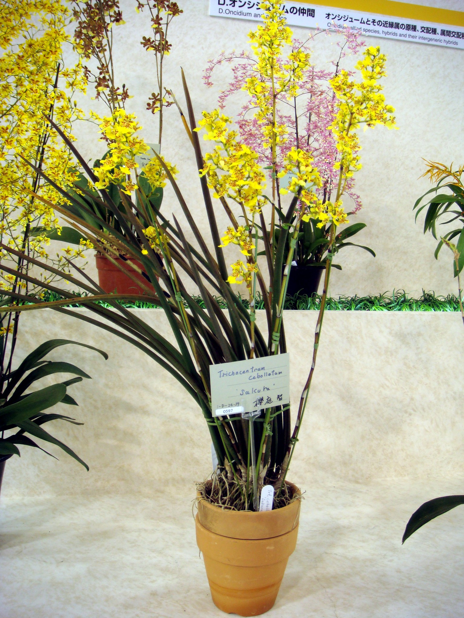 Oncidium cebolleta (Jacquin) Swartz